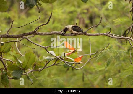 eisvogel (Pelargopsis melanorhyncha) im Tangkoko-Nationalpark, Sulawesi, Indonesien Stockfoto