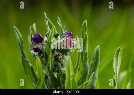 In der Wildnis blüht Cynoglossum officinale unter Gräsern. Nahaufnahme der bunten Blüten des gewöhnlichen Sedums in einem typischen Lebensraum. Stockfoto