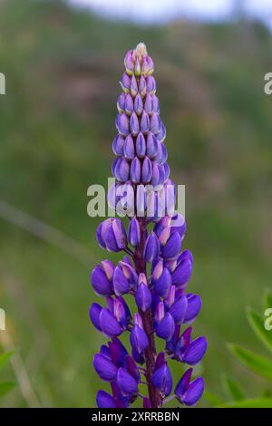 Lupinus, Lupine, Lupinenfeld mit rosa lila und blauen Blüten. Stockfoto