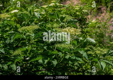 Blütenknospen und Blüten des Schwarzen Älteren im Frühjahr, Sambucus nigra. Stockfoto