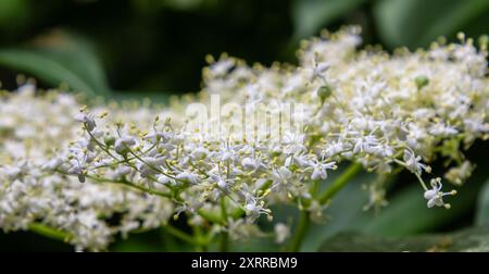 Blütenknospen und Blüten des Schwarzen Älteren im Frühjahr, Sambucus nigra. Stockfoto