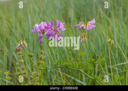 Die Blüten der Securigera varia - Kronenwicke, lila Kronenwicke. Stockfoto