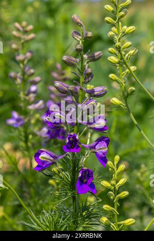 Delphinium grandiflorum blaue Schmetterlingsblüten auf verschwommenem Hintergrund. Stockfoto