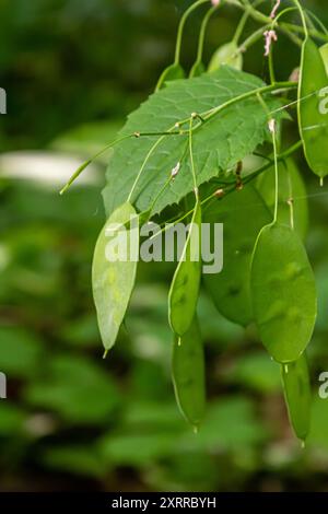 Grüne Lunaria Pflanze im Garten. Lunaria annua, genannt Ehrlichkeit oder jährliche Ehrlichkeit. Stockfoto