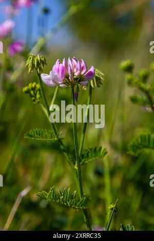 Die Blüten der Securigera varia - Kronenwicke, lila Kronenwicke. Stockfoto