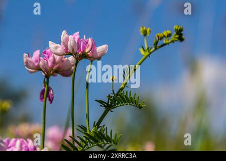 Die Blüten der Securigera varia - Kronenwicke, lila Kronenwicke. Stockfoto