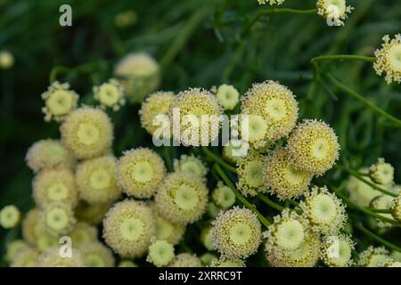 Santolina rosmarinifolia Primrose Edelstein Pflanze in der Blüte im Sommer. Stockfoto