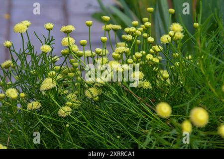 Santolina rosmarinifolia Primrose Edelstein Pflanze in der Blüte im Sommer. Stockfoto