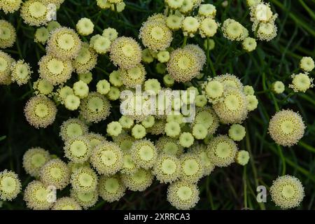 Santolina rosmarinifolia Primrose Edelstein Pflanze in der Blüte im Sommer. Stockfoto