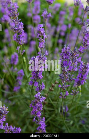 Lavandula angustifolia blühender Blumenstrauß mit lila duftendem Blütenstrauß duftender schöner Pflanzen. Stockfoto