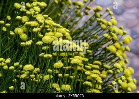 Santolina rosmarinifolia Primrose Edelstein Pflanze in der Blüte im Sommer. Stockfoto