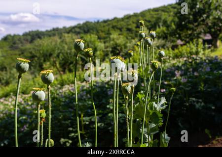 Drei Samenkapseln Papaver vor ihrem unscharfen natürlichen Hintergrund. Stockfoto