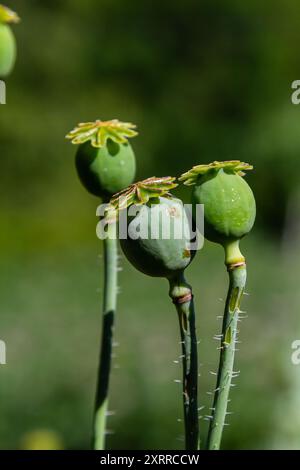 Drei Samenkapseln Papaver vor ihrem unscharfen natürlichen Hintergrund. Stockfoto