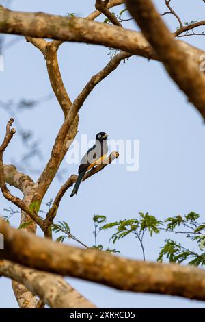 Gegarter Trogon (Trogon caligatus), auch bekannt als nördlicher Violaceous Trogon in Costa Rica Stockfoto