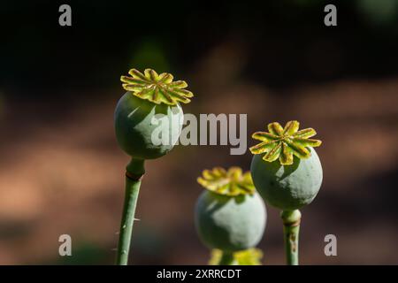 Drei Samenkapseln Papaver vor ihrem unscharfen natürlichen Hintergrund. Stockfoto