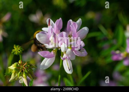 Die Blüten der Securigera varia - Kronenwicke, lila Kronenwicke. Stockfoto