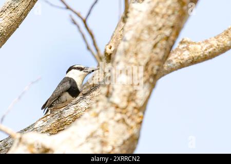 Weißhalstauffälchen (Notharchus hyperrhynchus) in einem Baum in Costa Rica Stockfoto