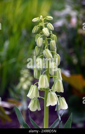 Single Green Fritillaria persica „Ivory Bells“ Fritillary Flower, die in den Grenzen des RHS Garden Harlow Carr, Harrogate, Yorkshire, England, Großbritannien angebaut wird Stockfoto