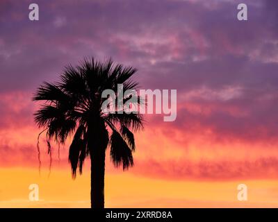 Silhouette der Palme vor dem lebendigen Sonnenuntergang-Himmel mit warmen Farbtönen Stockfoto