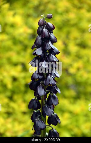 Deep Purple Fritillaria persica „Purple Dynamite“ Fritillary Flower Grown in the Borders at RHS Garden Harlow Carr, Harrogate, Yorkshire, England, U. Stockfoto