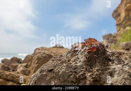 Marmorierte Steinkrabbe oder Pachygrapsus marmoratus. Magoito Coast, Portugal Stockfoto