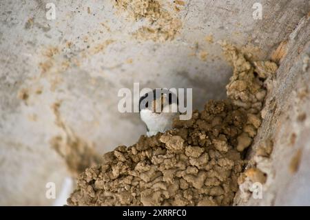 Westhaus martin baut sein Nest. Wohnblock Stockfoto