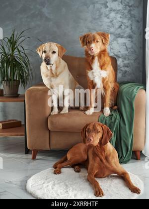 Eine freundliche Versammlung von vier Hunden, eine harmonische Mischung zu Hause. Ein Labrador, Vizsla, Nova Scotia Duck Tolling Retriever und Jack Russell Terrier kommen Stockfoto