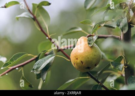 Frische Regentropfen auf einer Birne, die an einem Zweig eines Birnenbaums hängt. Stockfoto