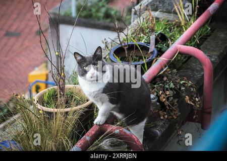 Eine schwarz-weiße Katze klettert um die Balkone des Alexandra Road Estate in London Stockfoto
