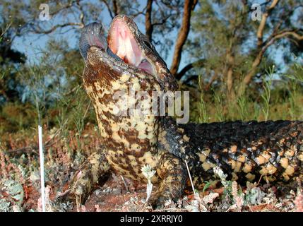 Australische Shingle-Back-Echse in der Verteidigung Stockfoto