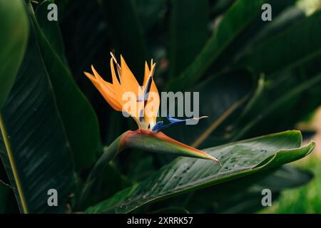 Paradiesvogel Strelitzia. Blüht im Garten. Hochwertige Fotos Stockfoto