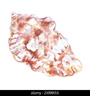 Muschelisolat der Unterwasserwelt in Aquarellen. Murex Endivia Muschel mit volumetrischer, geriffelter, gehörnter Form. Schönes Meeresschneckenhaus kann benutzt werden Stockfoto