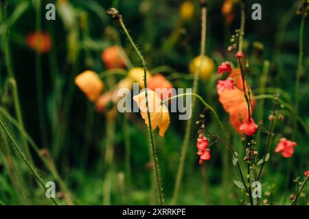 Ein Feld voller hellroter Mohnblumen unter hellem Tageslicht im Regen Papaver Rhoeas. Hochwertige Fotos Stockfoto