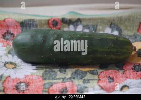 Eine Bio-Landgurke Cucumis sativus L., geerntet im eigenen Garten, suhl, thüringen, deutschland 2024 Stockfoto