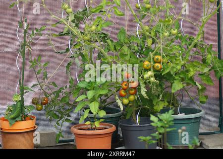 Bio-Tomaten- und Gurkenpflanzen in Töpfen mit Reifen Früchten im eigenen Garten im Tomatenzelt in Suhl, Thüringen, Deutschland 2024 Stockfoto