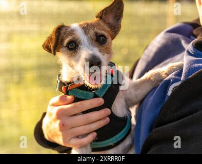 Ein Jack Russell Terrier schaut in die Kamera, während er von einer Person gehalten wird. Stockfoto