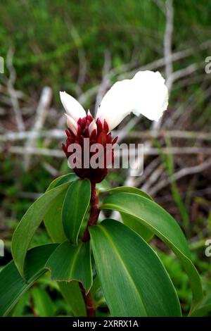 Wildpflanze Costus speciosus, Crepe Ginger Stockfoto