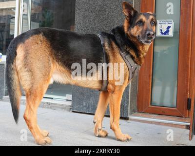 Deutscher Schäferhund, der auf seinen Besitzer wartet, vor der Ladentür in der Nähe des Schilds mit der Aufschrift „Warteplatz für Hunde“ Stockfoto