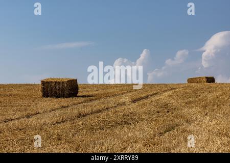 Heuhaufen in einer Akte im ländlichen Sussex, an einem sonnigen Sommertag Stockfoto