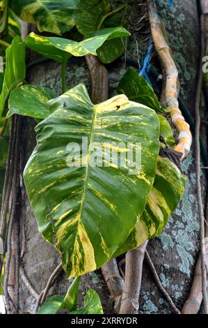 Monstera Marmorata lebt als Parasit auf Baumstämmen Stockfoto