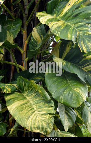 Monstera Marmorata lebt als Parasit auf Baumstämmen Stockfoto