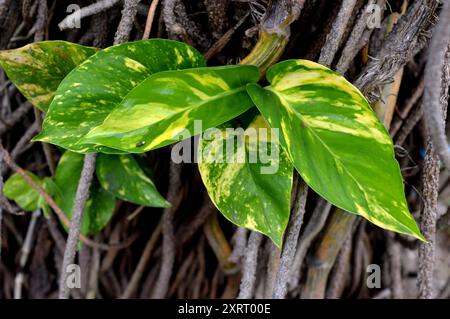 Monstera Marmorata lebt als Parasit auf Baumstämmen Stockfoto