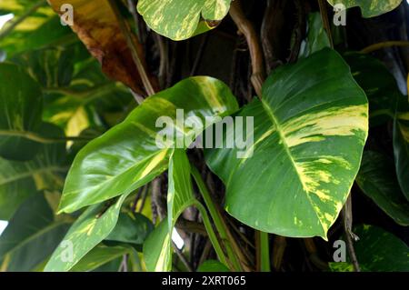 Monstera Marmorata lebt als Parasit auf Baumstämmen Stockfoto