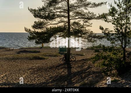 Ein Fahrrad steht unter einer Kiefer und wirft einen langen Schatten auf den Sand. Stockfoto