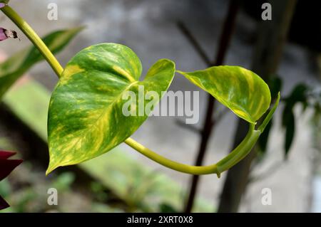 Monstera Marmorata lebt als Parasit auf Baumstämmen Stockfoto