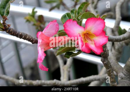 Adenium ist eine Gattung blühender Pflanzen aus der Familie der Apocynaceae, die in Afrika und der Arabischen Halbinsel beheimatet ist Stockfoto