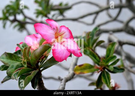 Adenium ist eine Gattung blühender Pflanzen aus der Familie der Apocynaceae, die in Afrika und der Arabischen Halbinsel beheimatet ist Stockfoto