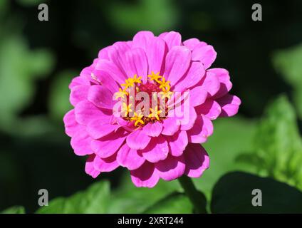 Eine Nahaufnahme von Zinnia elegans „Purple Prince“ Stockfoto