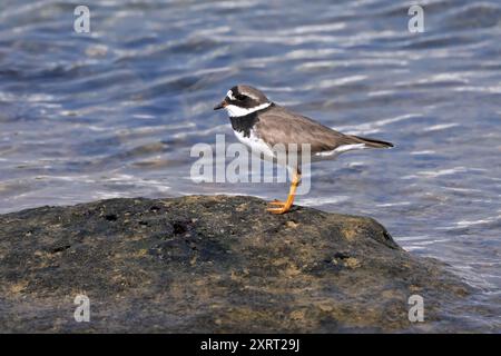 Gemeiner Ringpflauer (Charadrius hiaticula) in Seitenansicht auf einem Felsen am Wasser stehend Stockfoto