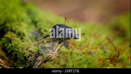 Anoplotrupes stercorosus, der Dor-Käfer, ist eine Art des erdlanglangweiligen Dungkäfers aus der Familie Geotrupidae, Unterfamilie Geotrupinae. Stockfoto